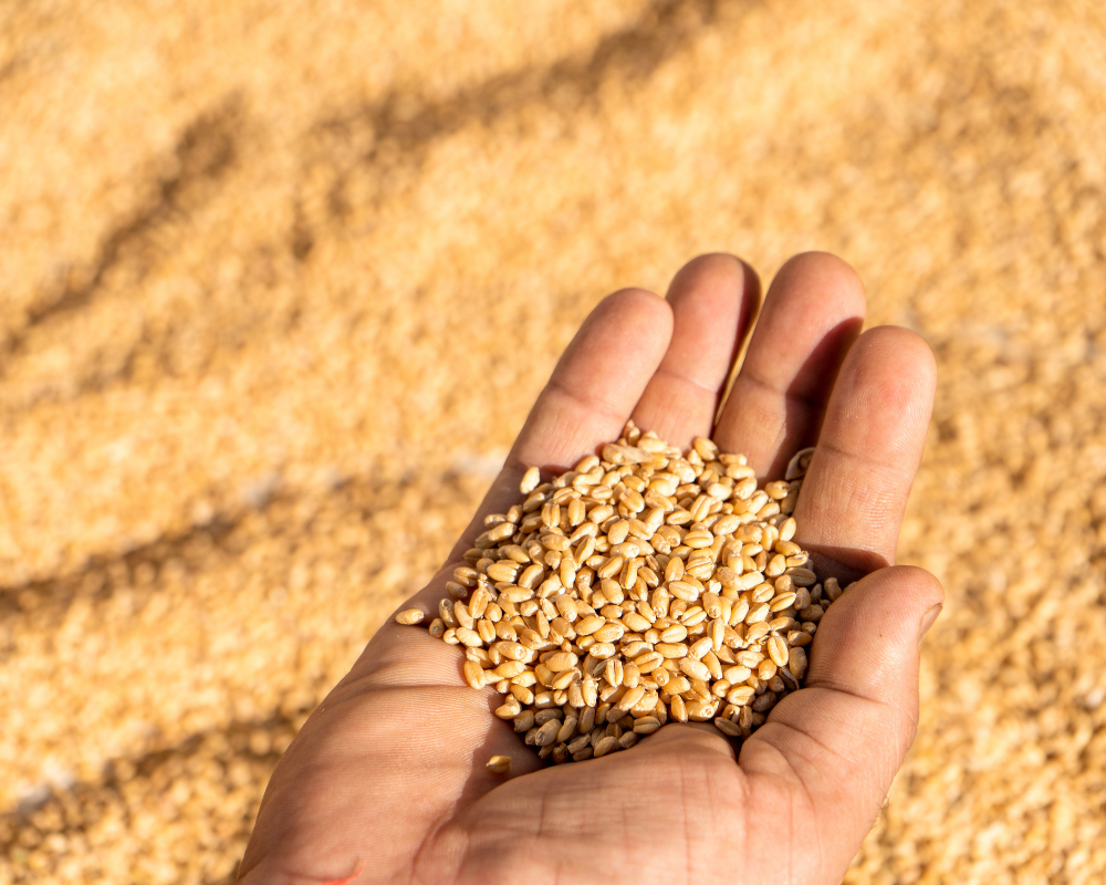 Wheat 1